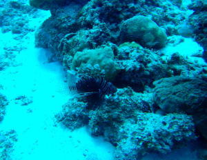 Image description