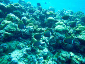 Image description
