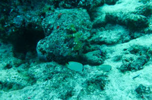 Image description
