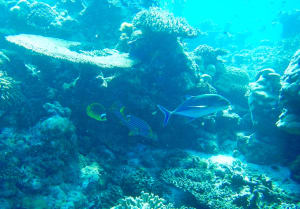 Image description