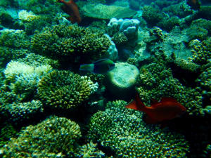 Image description