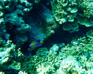 Image description