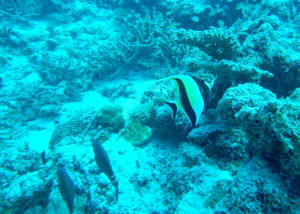 Image description