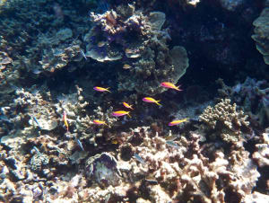 Image description