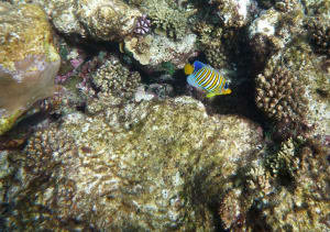 Image description