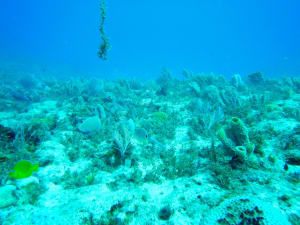Image description