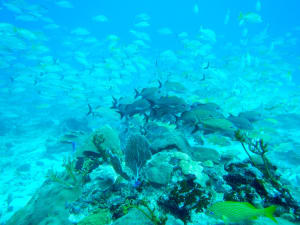 Image description