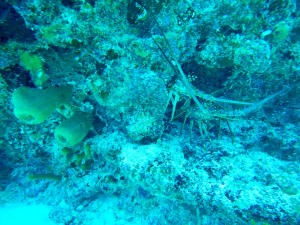 Image description