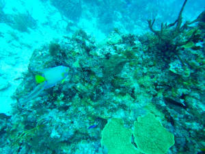 Image description