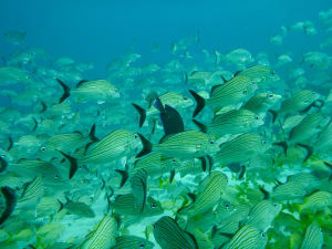 Image description