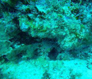 Image description