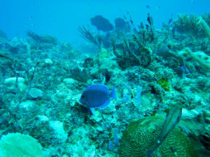 Image description