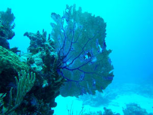 Image description