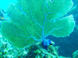 Image description