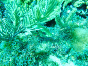 Image description