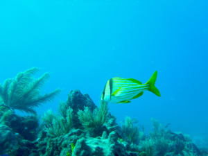Image description