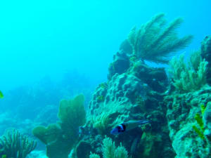 Image description