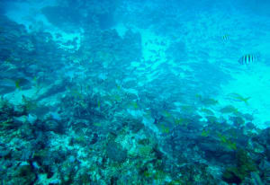 Image description