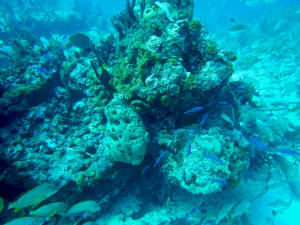 Image description