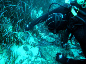 Image description