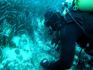 Image description