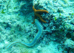 Image description