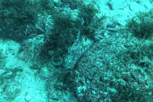 Image description