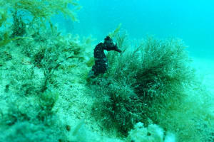 Image description