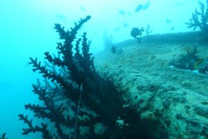 Image description