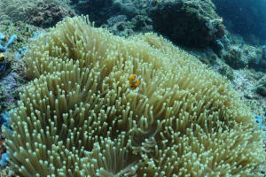 Image description
