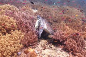 Image description