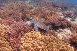 Image description