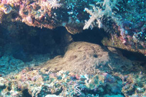 Image description