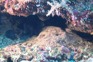 Image description