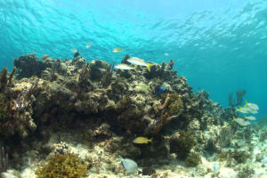 Image description