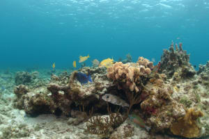 Image description