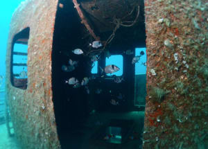 Image description