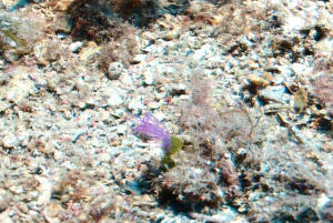Image description