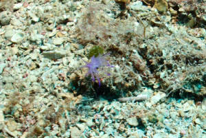 Image description