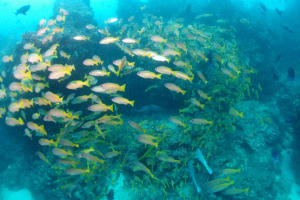 Image description