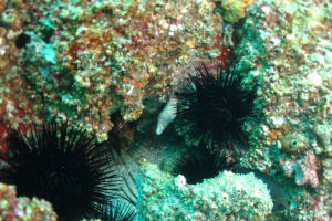 Image description