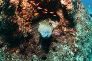 Image description