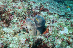 Image description