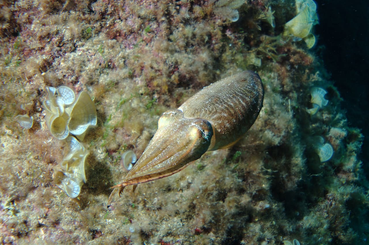 A Not Awful UW Photo Wied iżŻurrieq, Malta 20200519