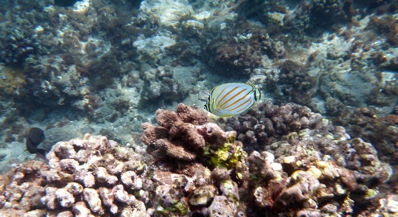 Divelog Blue Dives Coral Gardens Maui