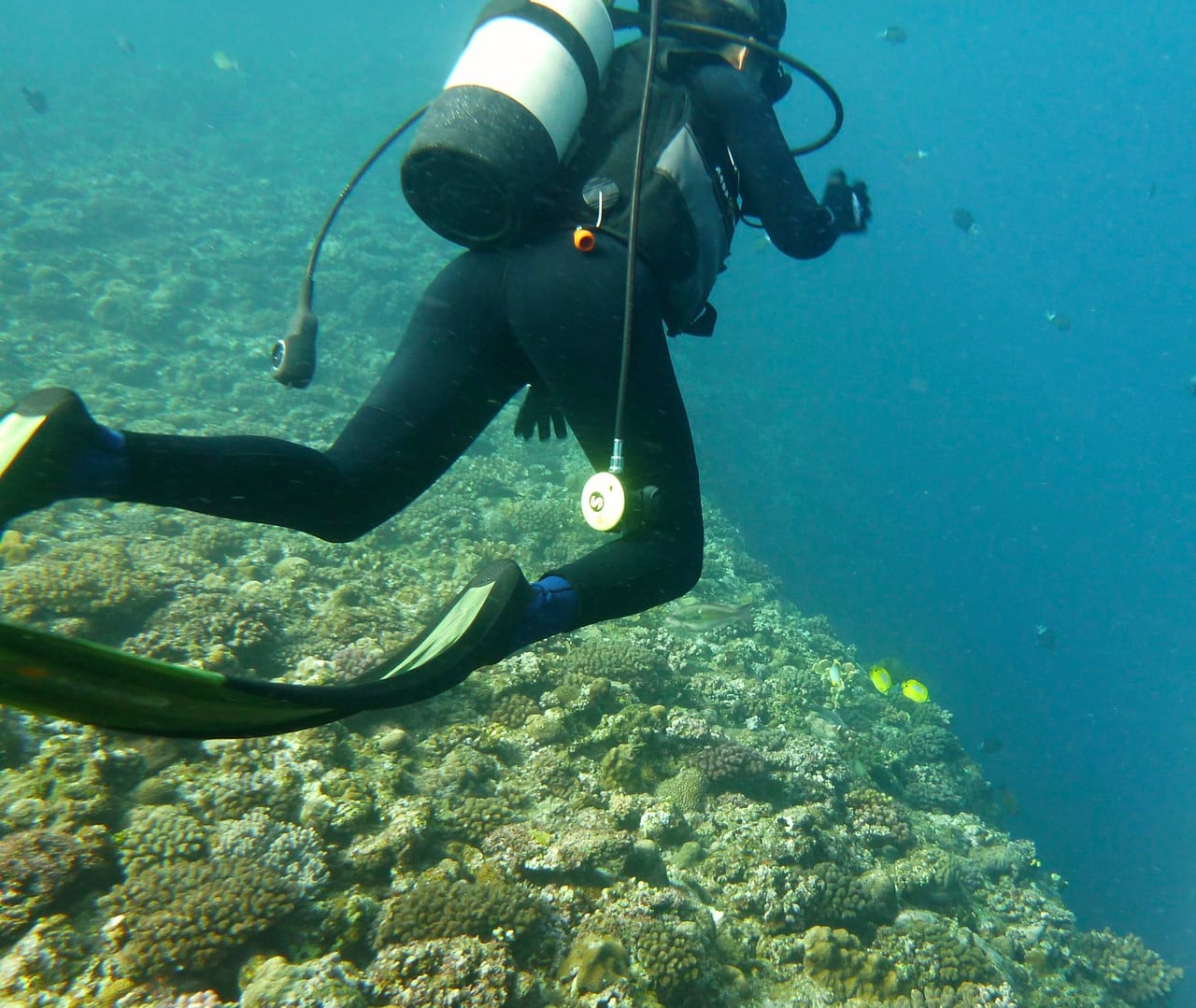 divelog·blue dives Horseshoe Beach, Okinawa