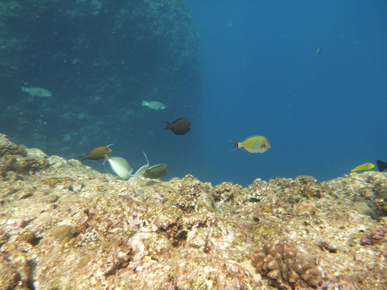 divelog·blue dives Horseshoe Beach, Okinawa