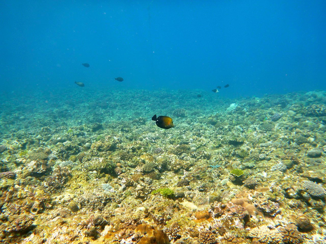 divelog·blue dives Horseshoe Beach, Okinawa