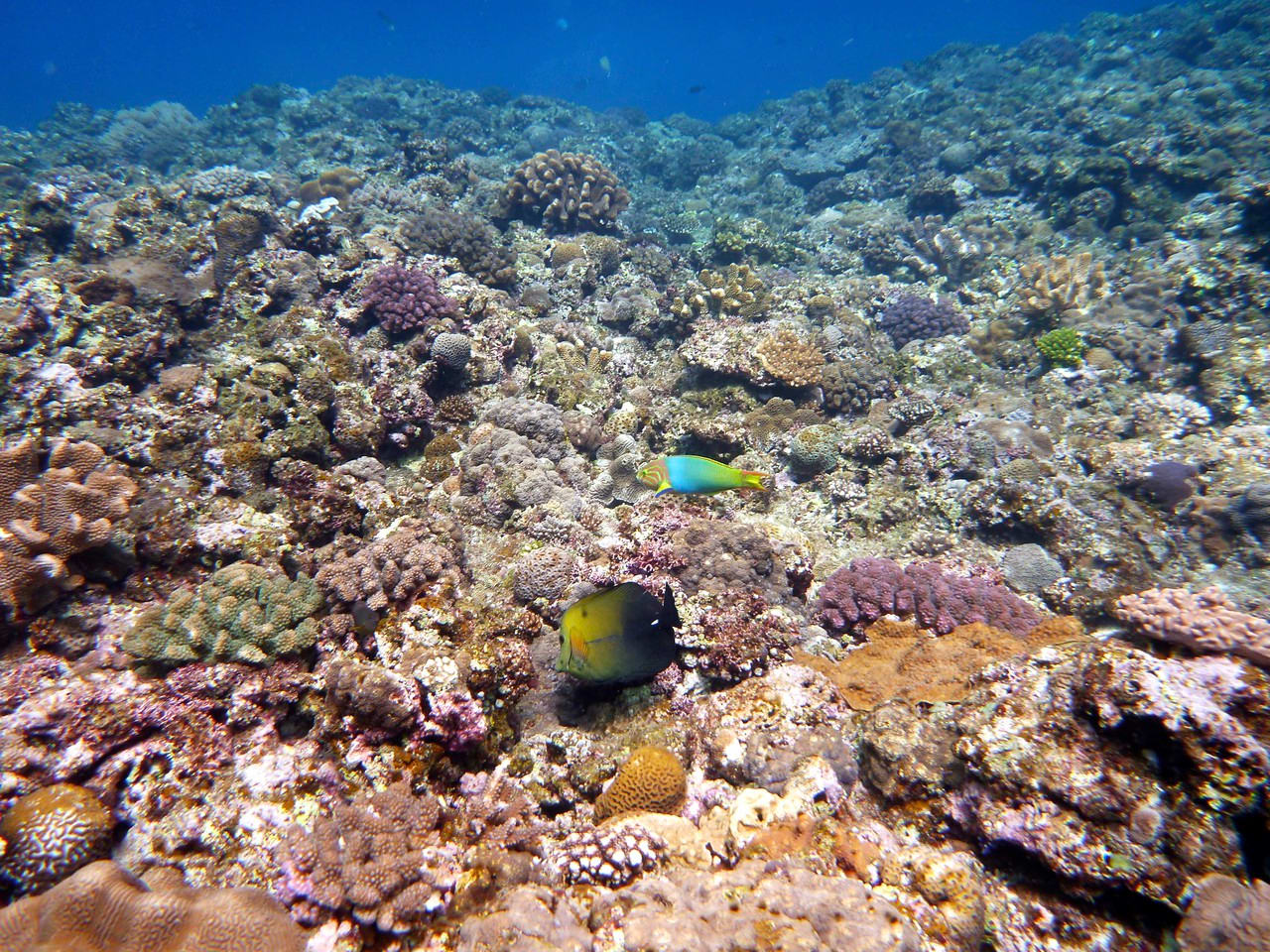 divelog·blue dives Horseshoe Beach, Okinawa