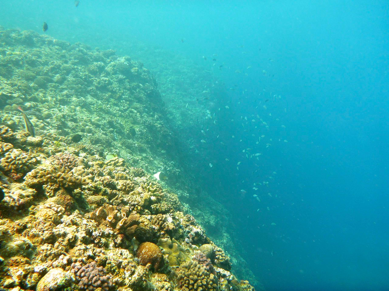 divelog·blue dives Horseshoe Beach, Okinawa